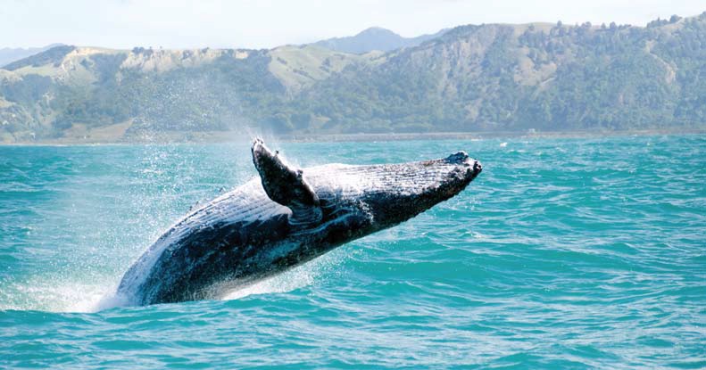 Zuzana, Lucas, Alja&scaron;ka, plavba, v&yacute;letn&aacute; loď